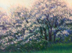 Spring Blossoms, Oil Landscape Painting