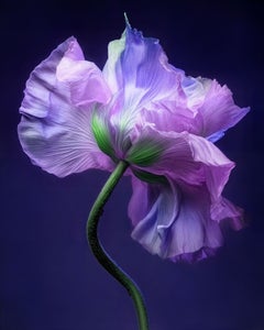 Botanical Grace 3, fotografía, impresión con tinta de archivo