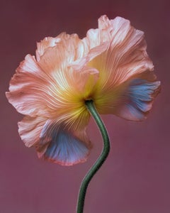 Botanical Grace 2, fotografía, impresión con tinta de archivo