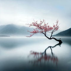 Cherry Blossom 14, fotografía, impresión por inyección de tinta de calidad de archivo