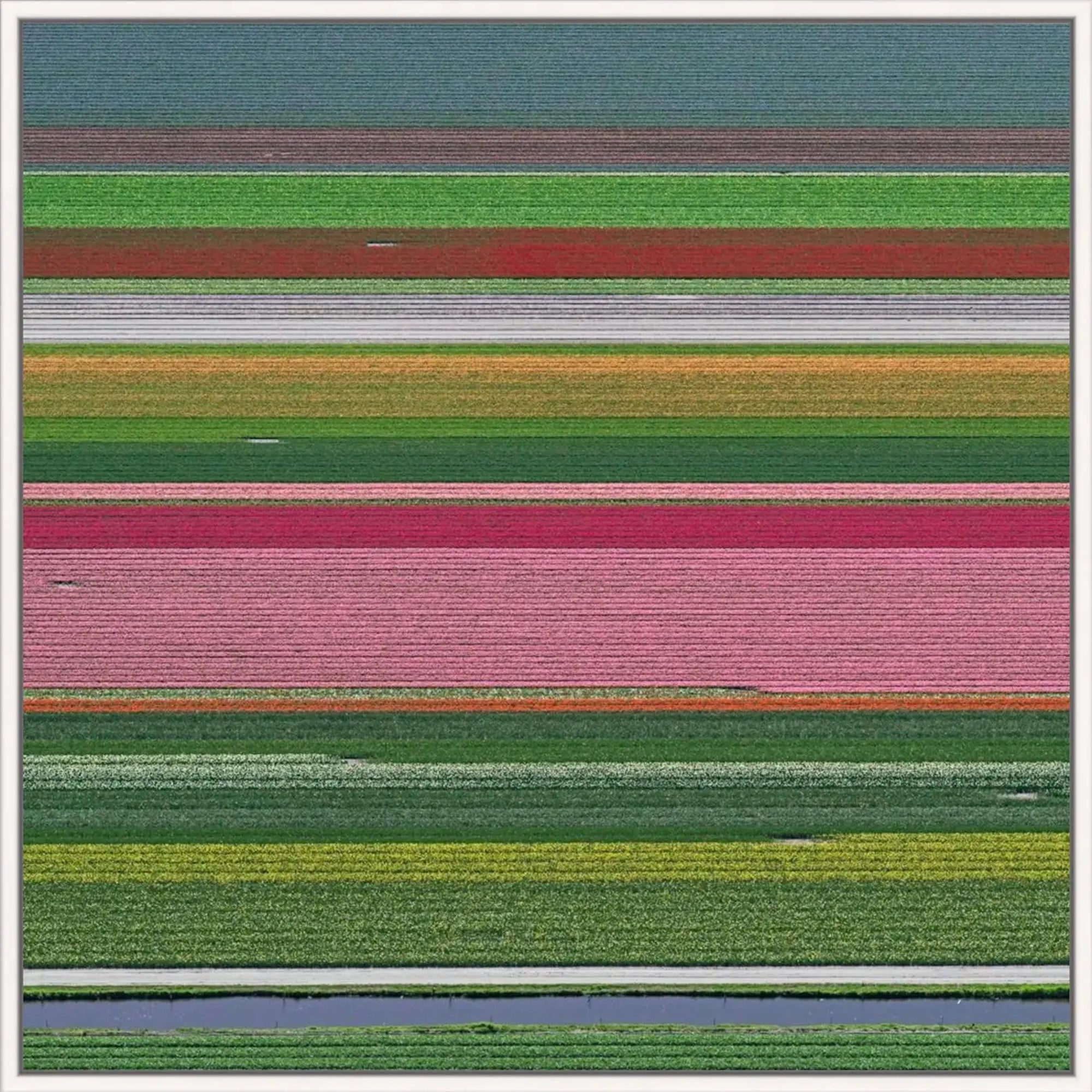 Tulip Fields 14 by Bernhard Lang - Aerial floral photography, Netherlands, frame