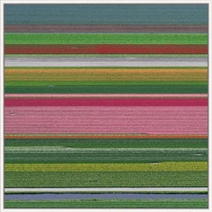Tulip Fields 14 von Bernhard Lang – Luftbildfotografie mit Blumenmotiven, Niederlande, Rahmen
