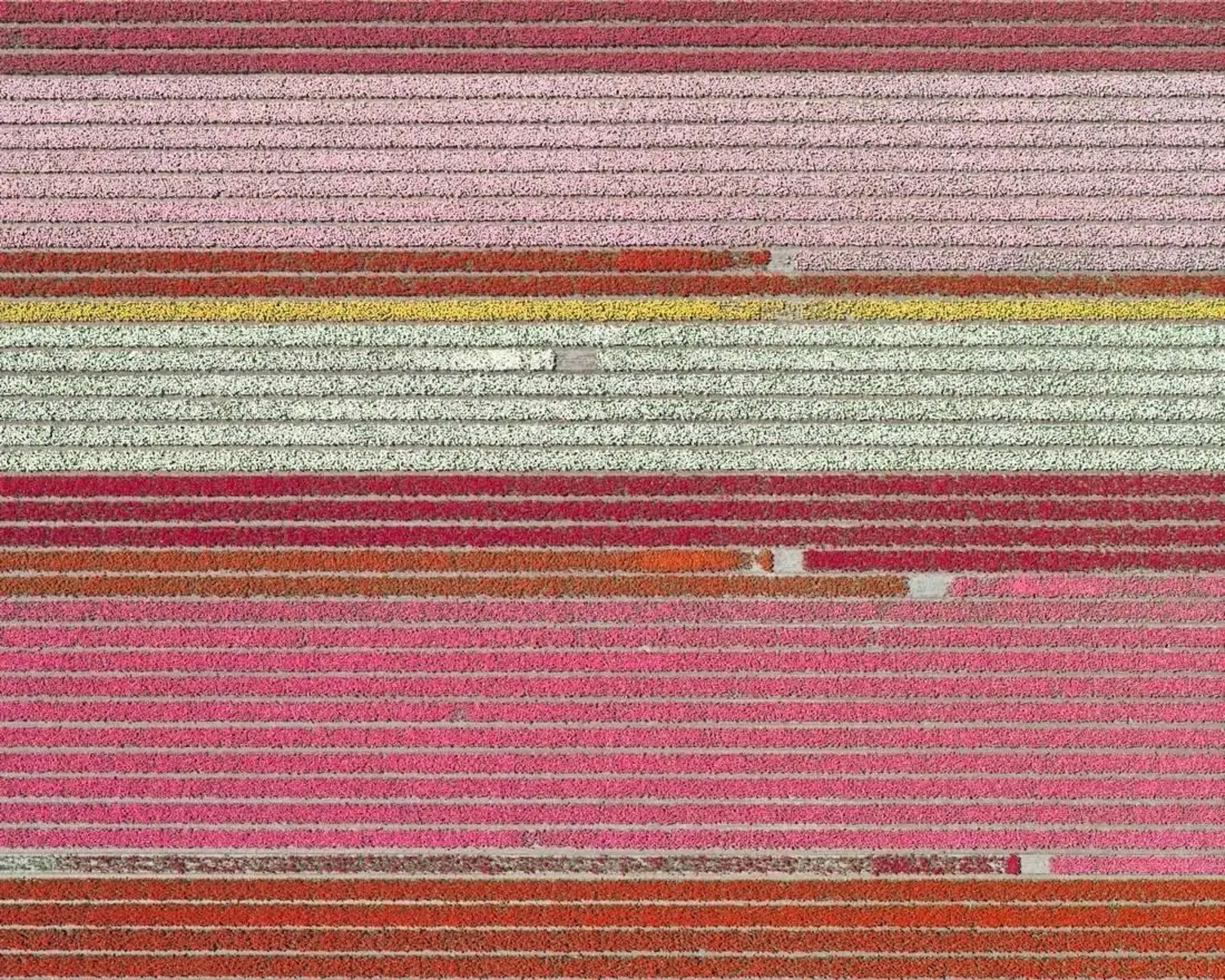 „Tulip Fields 05 (klein)“ von B. Lang, limitierter Druck, Luftbildfotografie