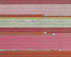 "Tulip Fields 05 (piccola)" di B. Lang, stampa in edizione limitata, fotografia aerea