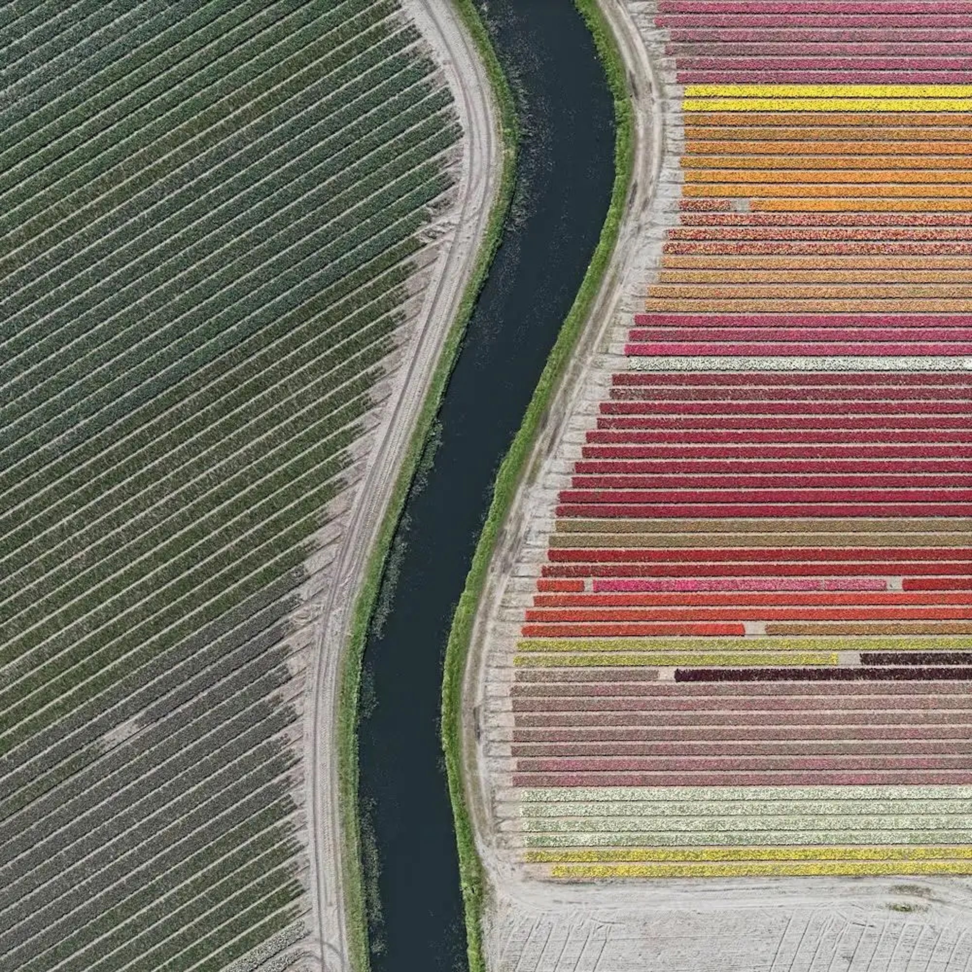 Tulip Fields 27 von Bernhard Lang – abstrakte Luftaufnahmen, Blumen