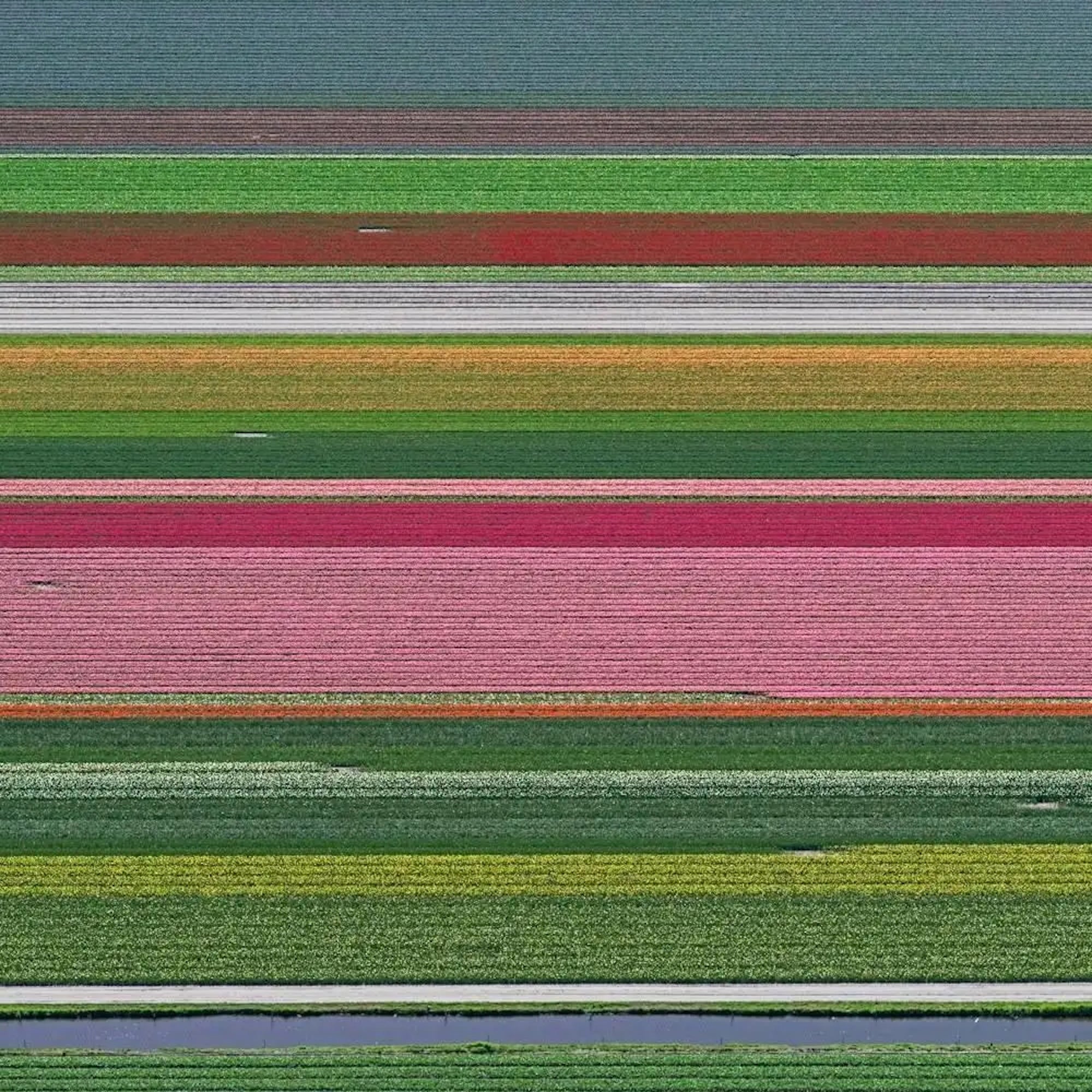 Aerial Views, Tulip Fields 14 ist eine limitierte Auflage der Fotografie des deutschen zeitgenössischen Künstlers Bernhard Lang. 

Dieses Foto wird nur als ungerahmter Abzug verkauft. Sie ist in 3 Dimensionen erhältlich:
*60 cm × 60 cm (23,6" ×