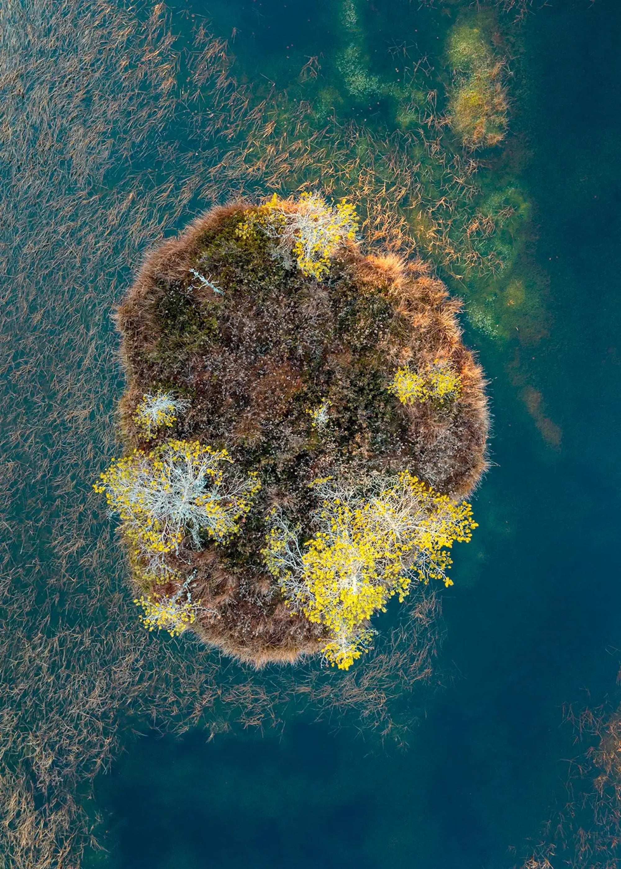 Las Islas del Pantano 018 es una fotografía en edición limitada del artista contemporáneo alemán Bernhard Lang. 
Tamaños de impresión disponibles:
- 50 × 37,5 cm (19,7 x 14,7 pulgadas): edición de 8
- 70 × 50 cm (27,5 x 19,7 pulgadas): edición de