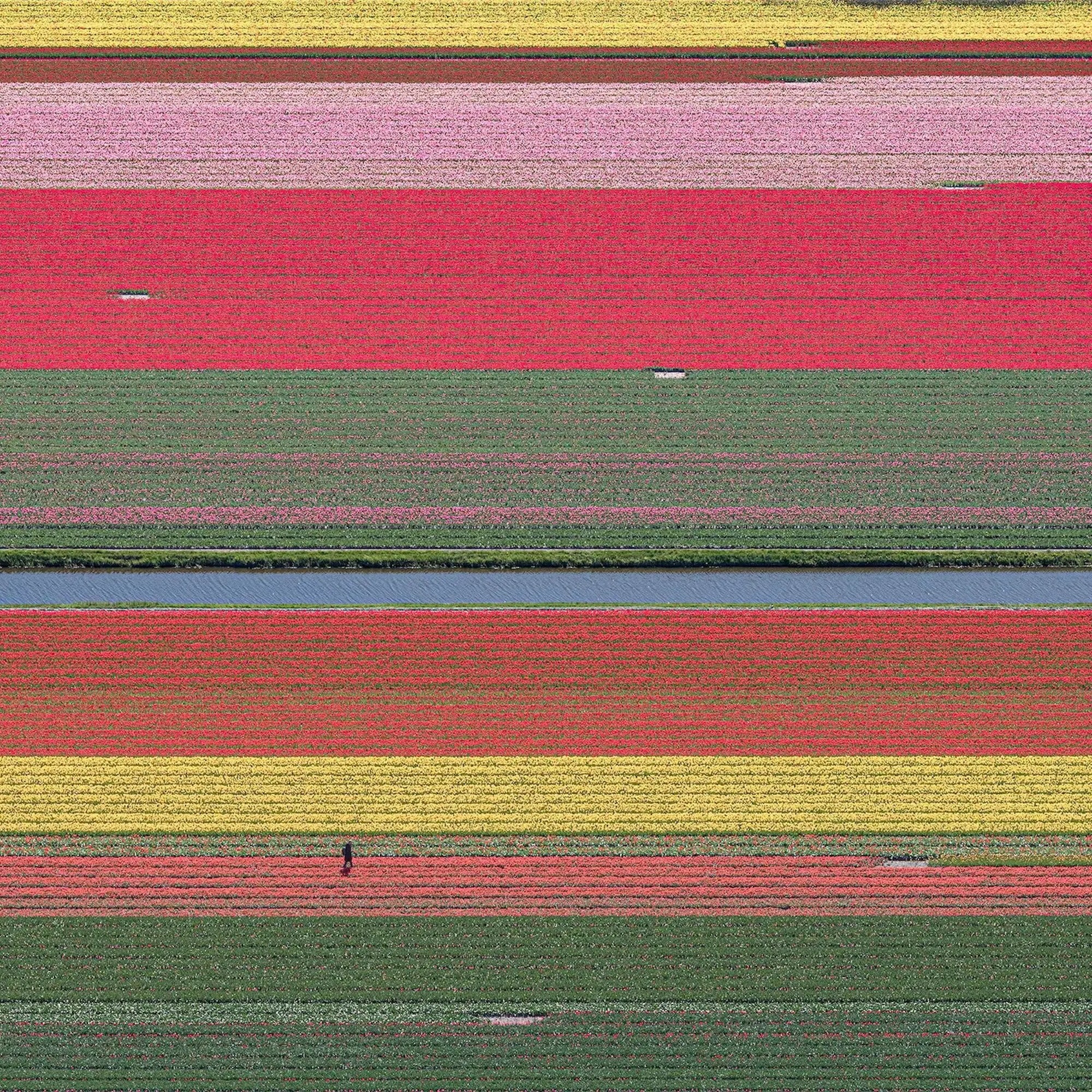 Tulip Fields 36 by Bernhard Lang - Aerial abstract photography, flowers, vivid
