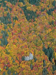 Bavarian Forest 002 by Bernhard Lang - Aerial abstract photography, autumn