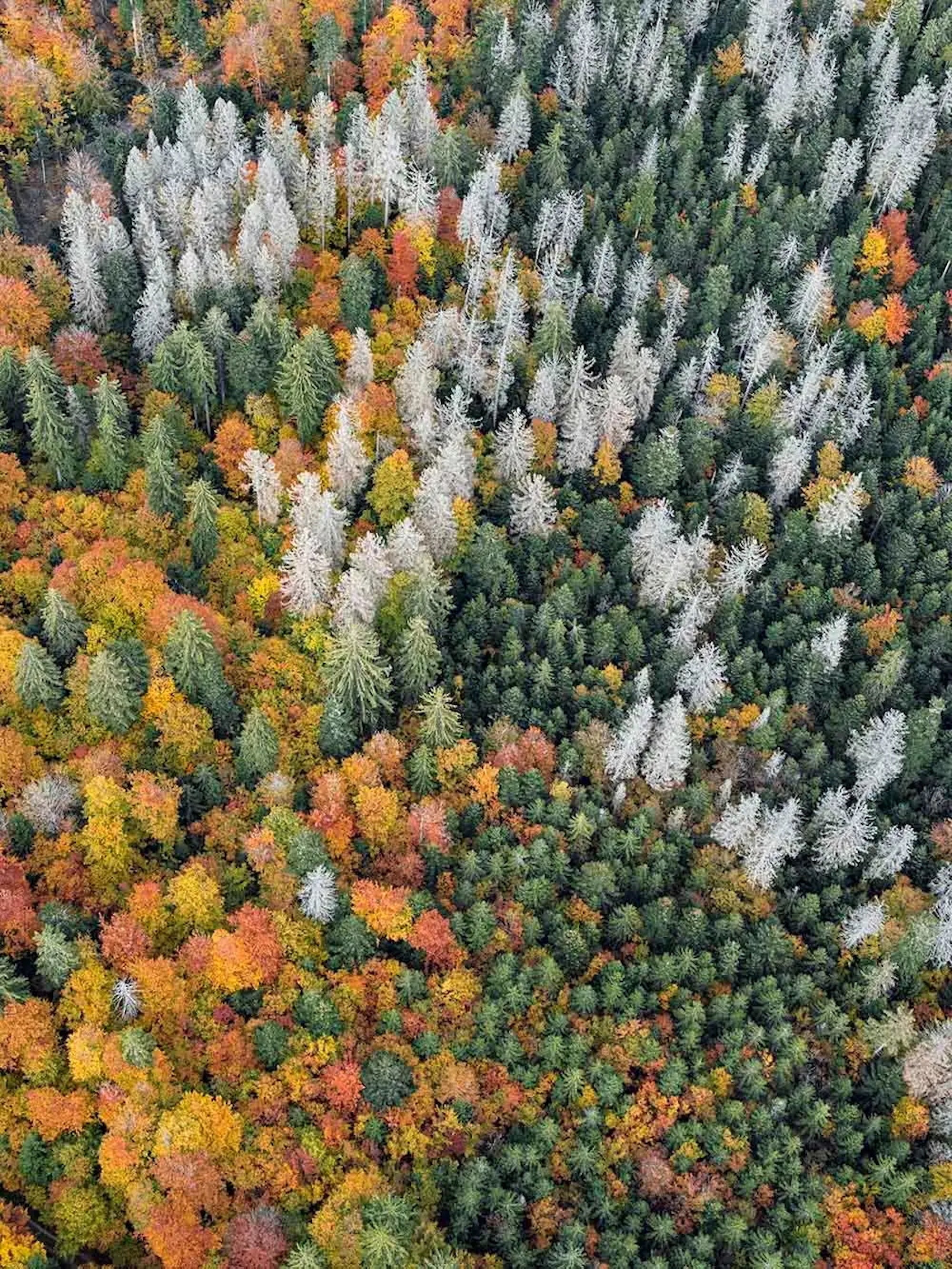 Bosque de Baviera 020 de Bernhard Lang - Fotografía aérea abstracta, otoño