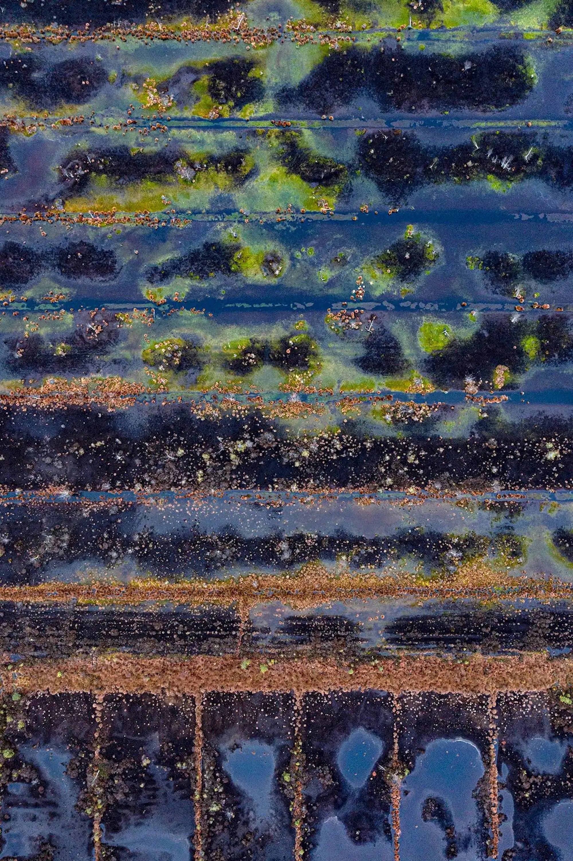 La Ciénaga Renaturalizada 007 es una fotografía de edición limitada del artista contemporáneo Bernhard Lang. 

Esta fotografía se vende sin enmarcar como impresión únicamente. Está disponible en 3 dimensiones:
*75 cm x 50 cm (29,5" × 19,7"), edición