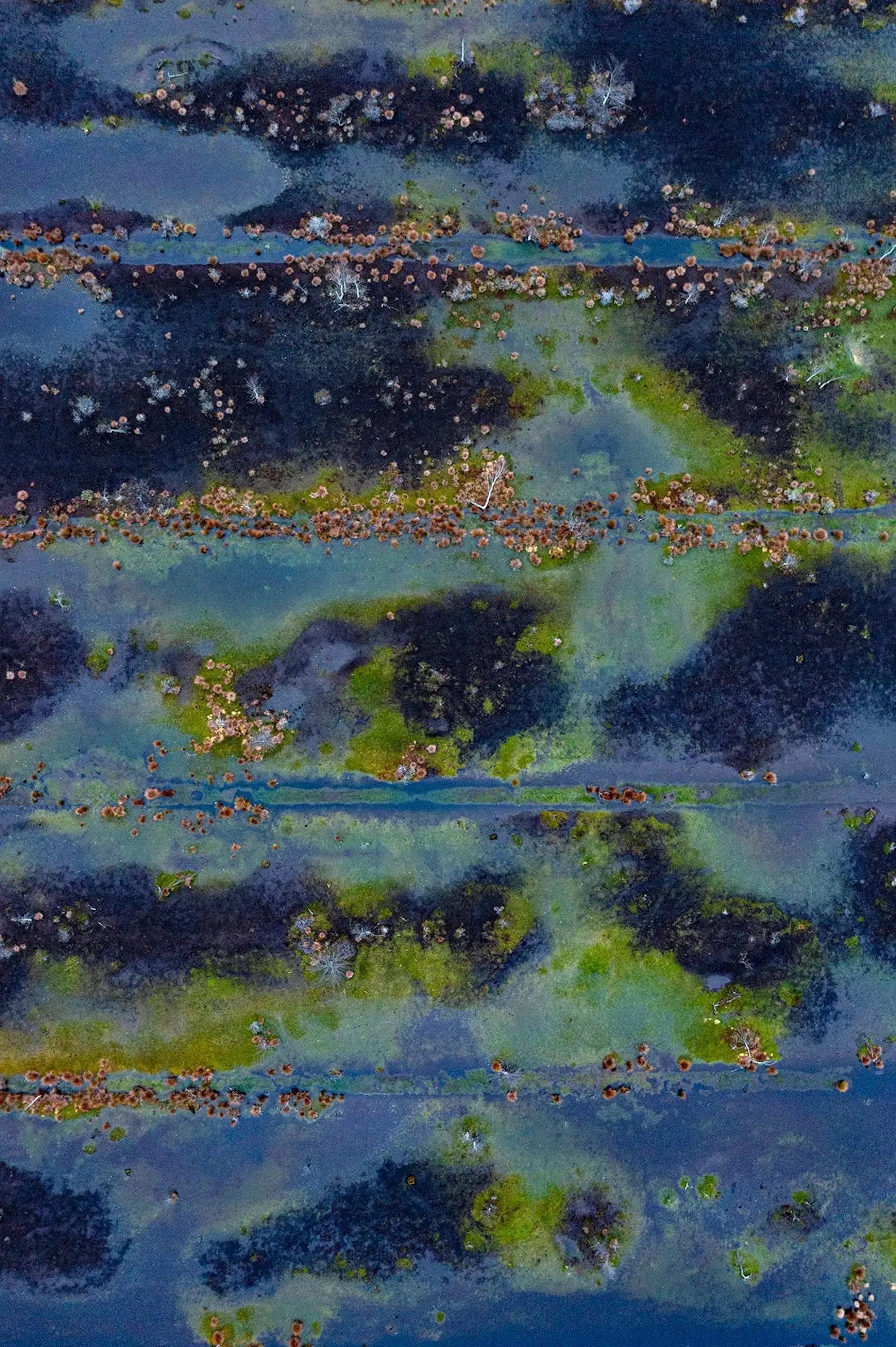 The Bog Renaturated 010 by Bernhard Lang - Aerial abstract photography, blue