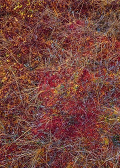 Las plantas del pantano 005 de Bernhard Lang - Fotografía de cerca, tonos rojos, flora