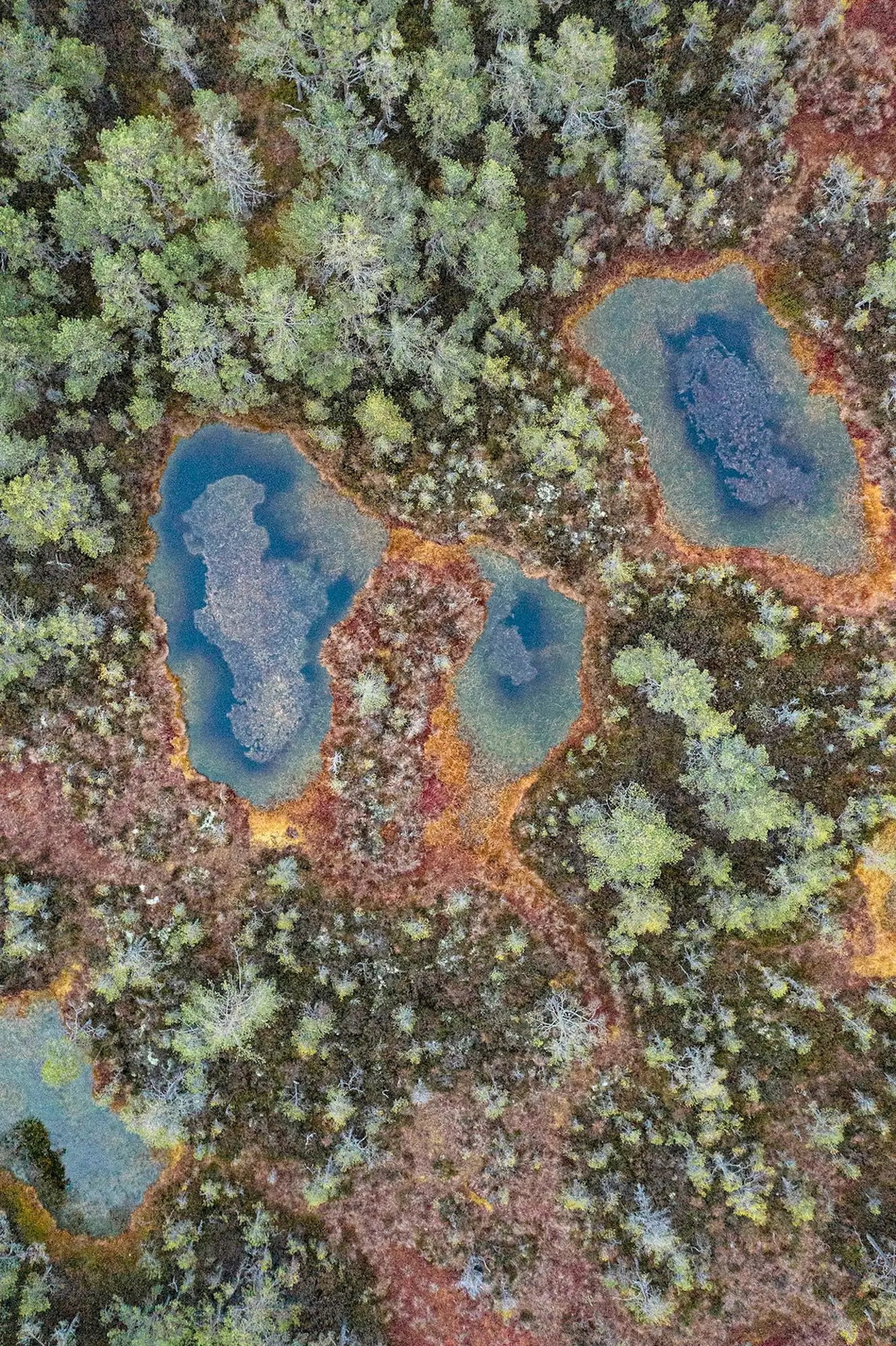 The Bog 001 von Bernhard Lang – Nahaufnahmen, Flora, Grüntöne, Sümpfe
