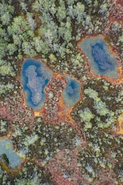 The Bog 001 von Bernhard Lang – Nahaufnahmen, Flora, Grüntöne, Sümpfe