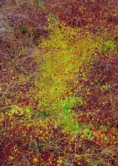 The Bog Plants 003 by Bernhard Lang - Close-up Fotografie, Vivid Töne, Flora