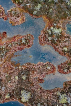 The Bog 002 di Bernhard Lang - Fotografia ravvicinata, flora, tonalità di verde, paludi