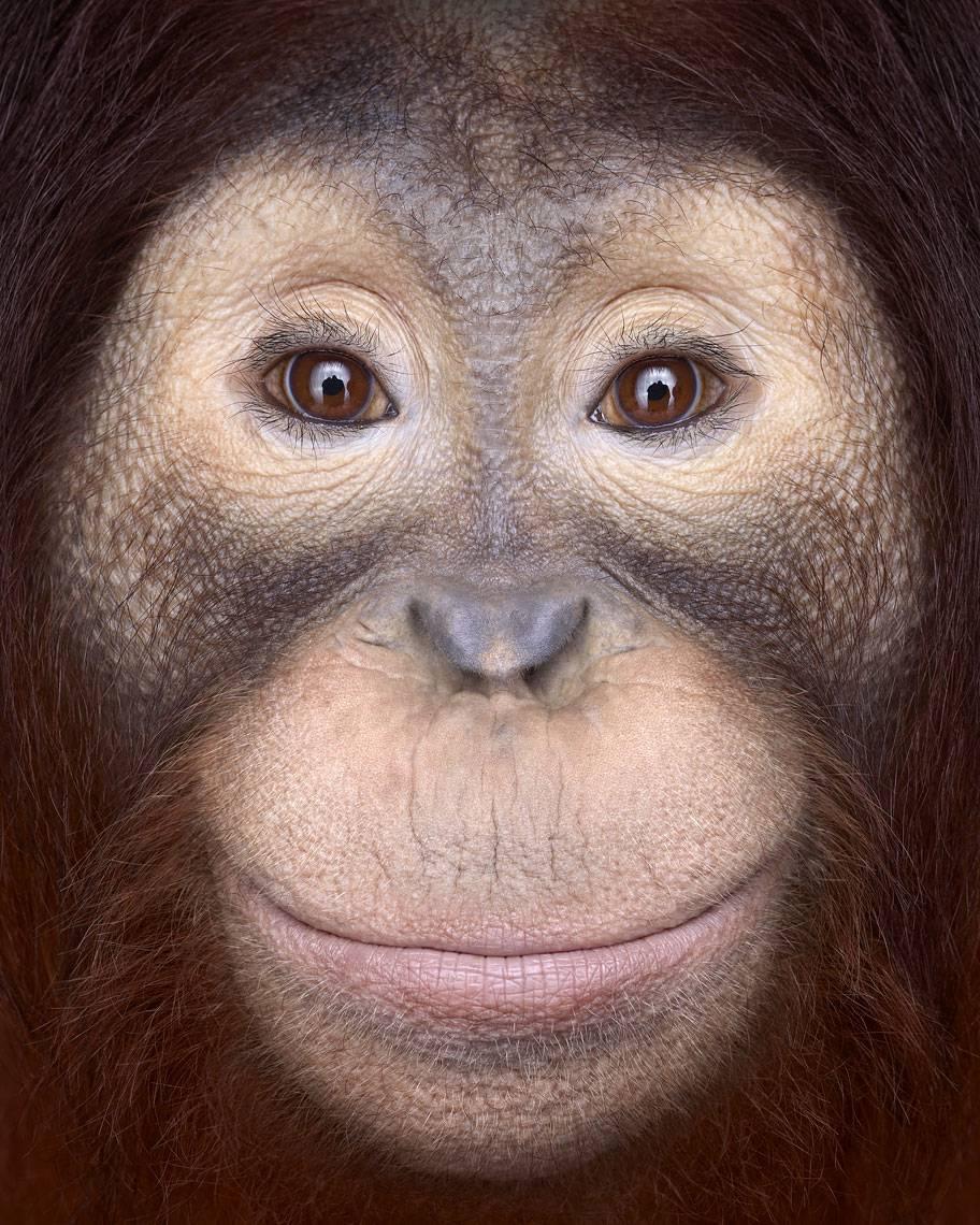 Orangutan #1, Los Angeles, CA, 2011 (Animal Portrait)