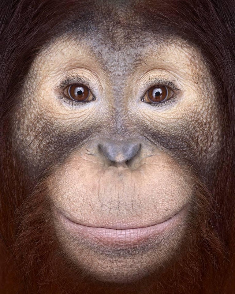 Brad Wilson Portrait Photograph - Orangutan #1, Los Angeles, CA, 2011 (Animal Portrait)