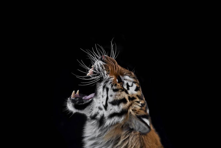 Tiger 3 Los Angeles Ca 2010