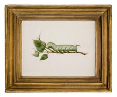 The hungry caterpillar