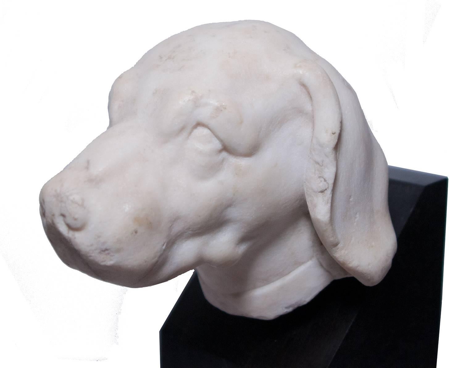 Unknown Figurative Sculpture - White marble head of a dog