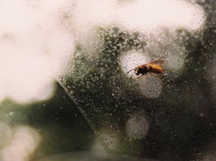 Wasp -- Print, Chromogenic, Animal by Tacita Dean