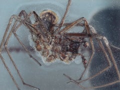 The Spider that died in the Tower of London -- Digital Print by Cornelia Parker