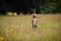 Contemporary Bronze Large Garden Sculpture 'Majestic Hare' of a Rabbit/Hare