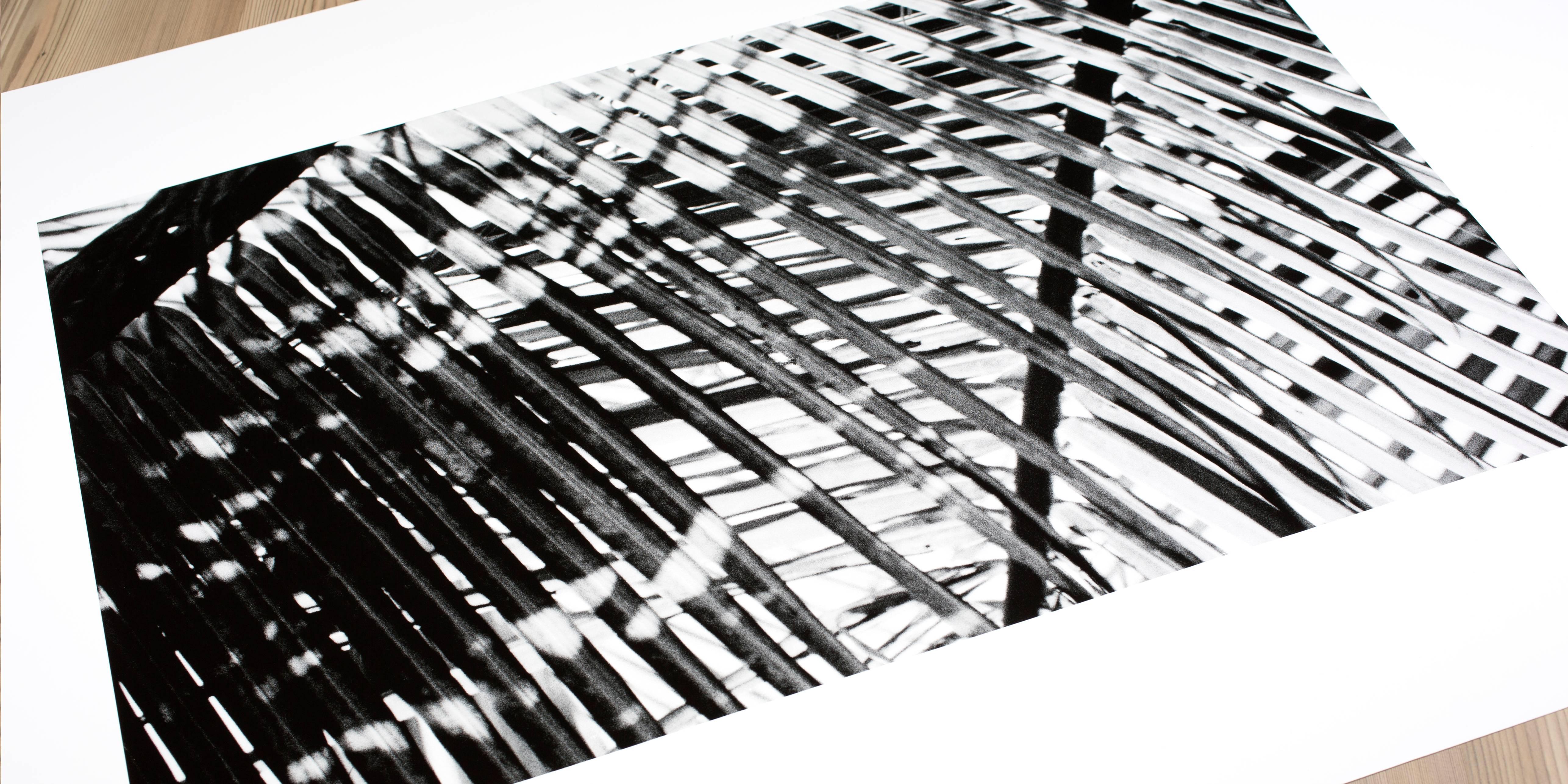 Palm Trees XL - Gray Black and White Photograph by Ruvan Wijesooriya