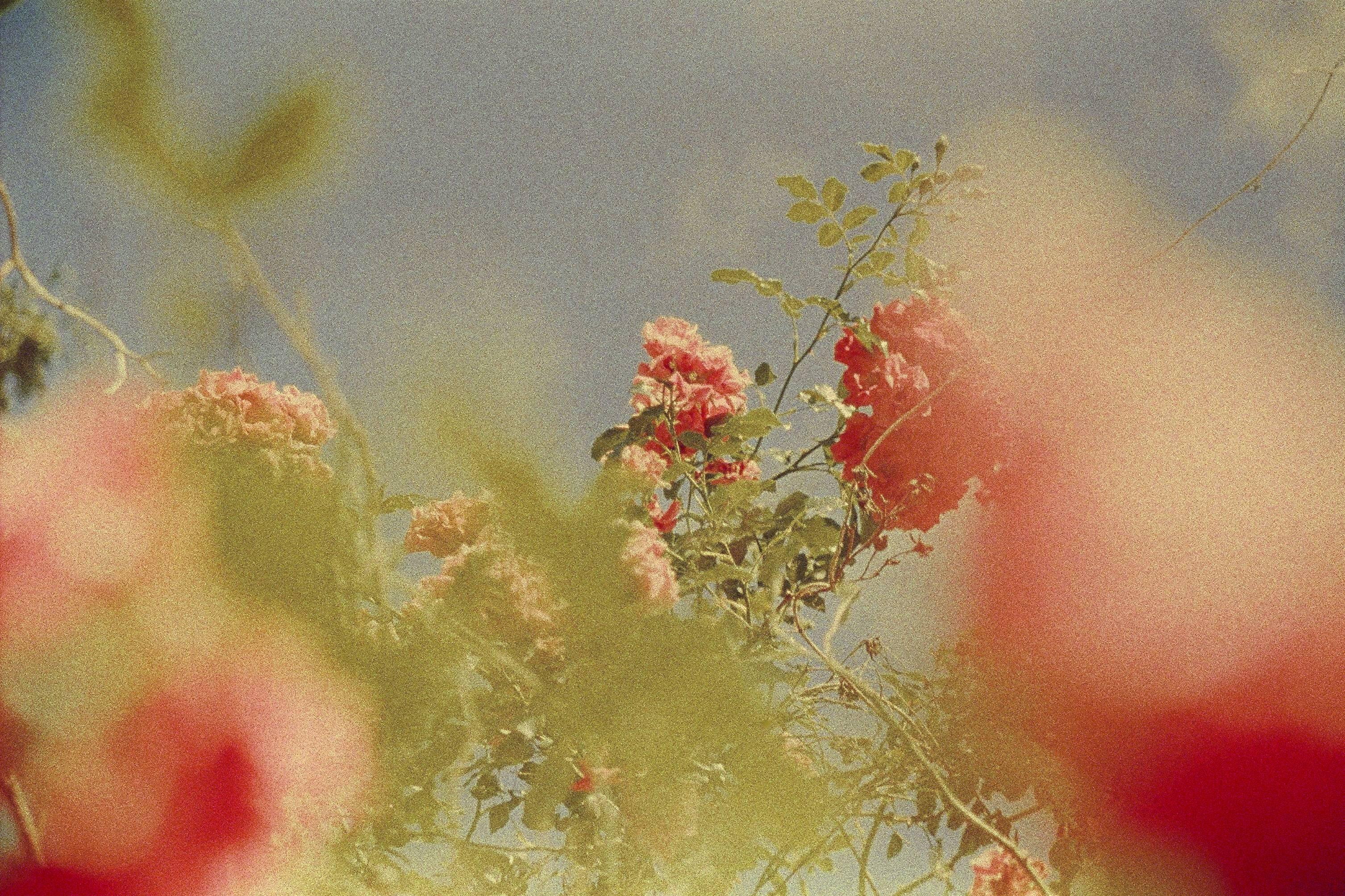 Ruvan Wijesooriya Color Photograph - Flowers in Skåne