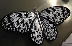 Untitled (White Butterfly)