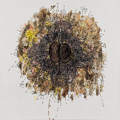 The End of Owls