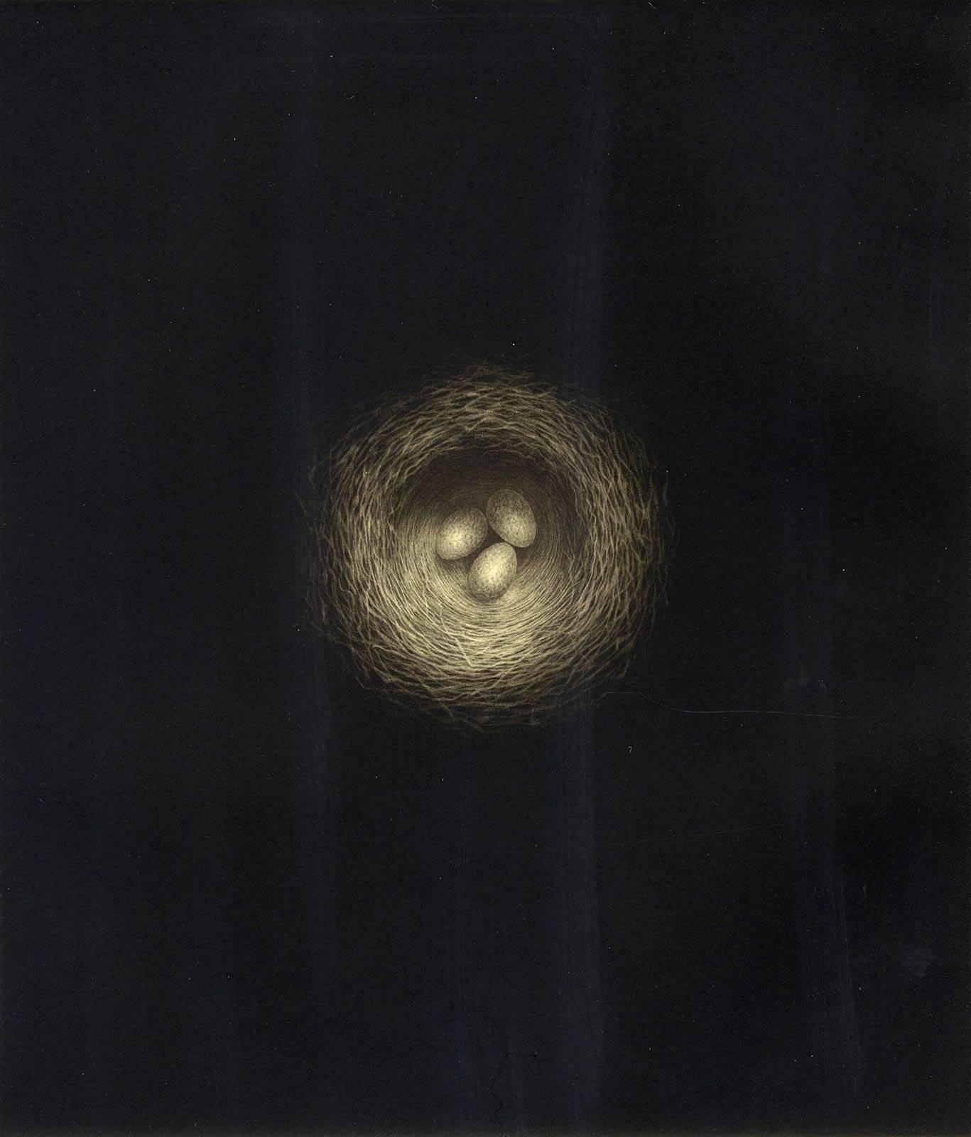 Erling Valtyrson Still-Life Print - Nest (A direct overhead view of 3 eggs in a nest as if from a birds-eye view)