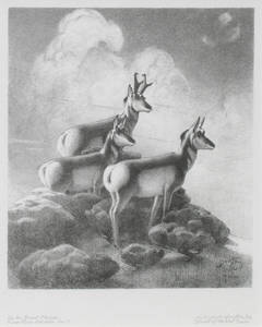 On the Great Plains. Prong Horn Antelope