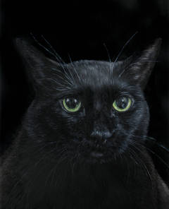 Black Cat 2