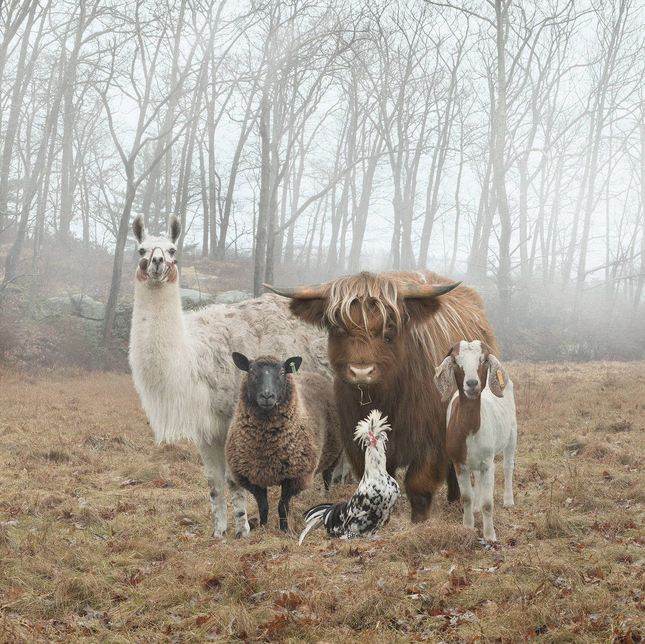 Rob MacInnis Color Photograph - Untitled 3, editions 8/9/10 of 10