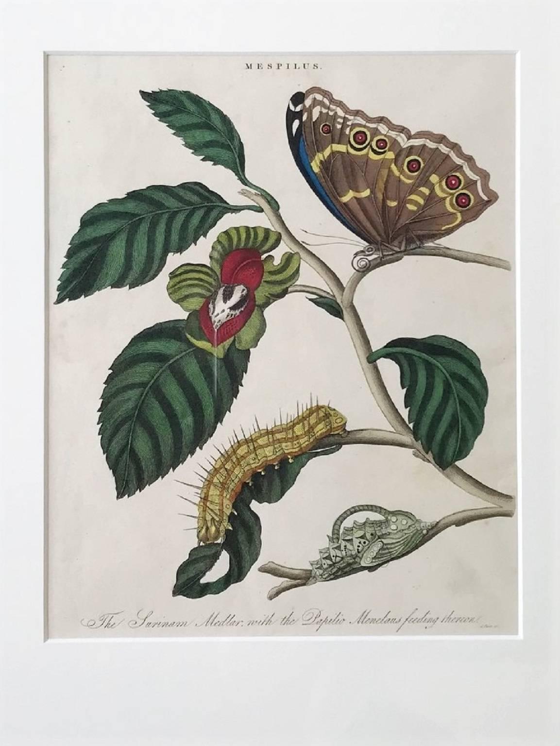 Set of six, 18th/19th Century, beautifully hand-colored Botanical Prints of Plants and Butterflies from 1796-1828, custom gilded frame.

Framed dimensions: 20 1/4 x 18 inches
Sight size: 9 3/4 x 7 1/2 inches
Various inscriptions on bottom

Selling