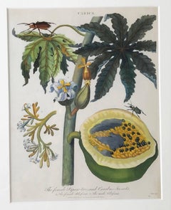 "Plants and Butterflies"