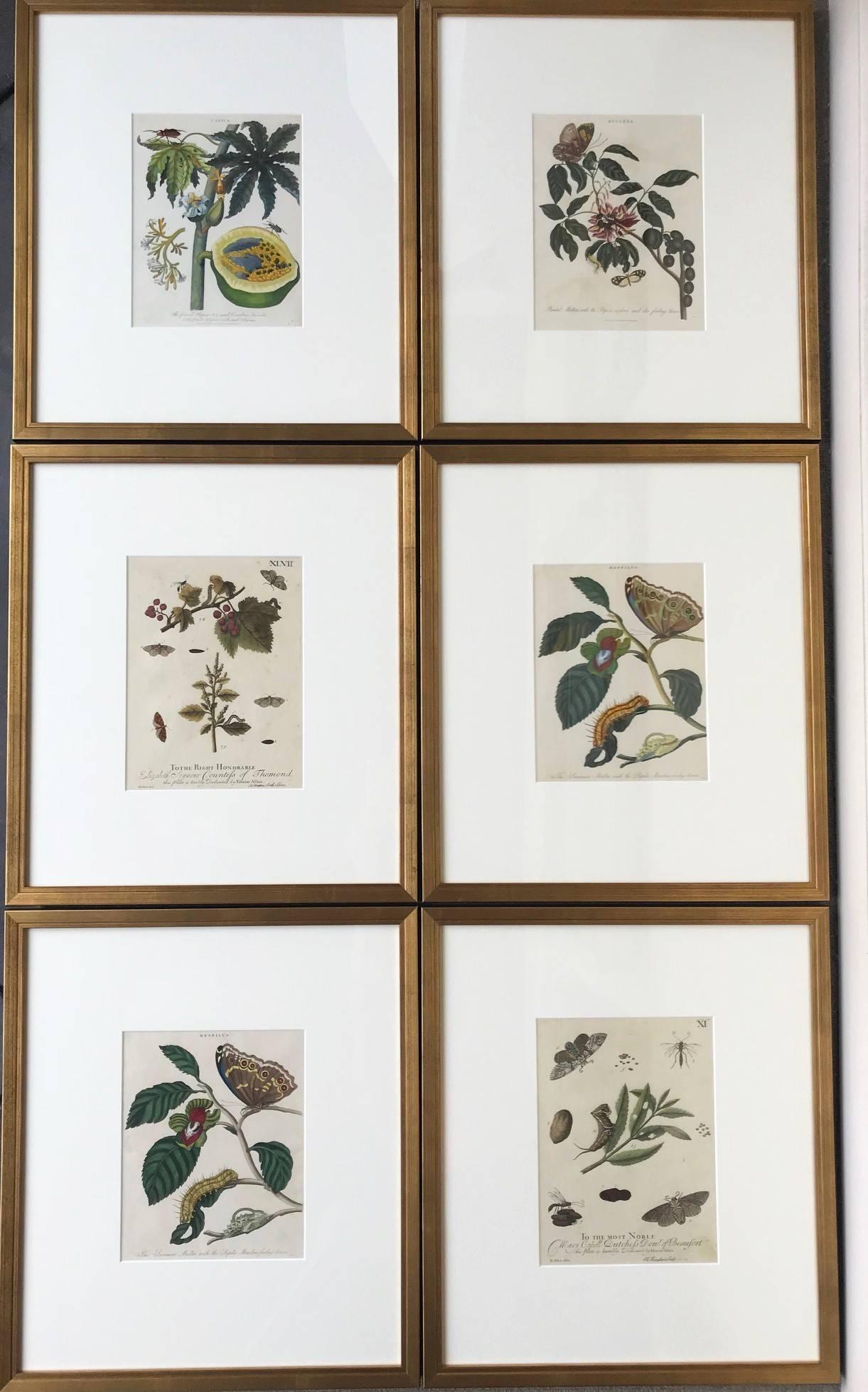 Unknown Still-Life Print - "Plants and Butterflies"