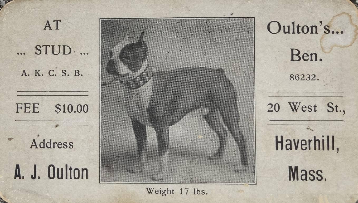 staffordshire bull terrier 1800s