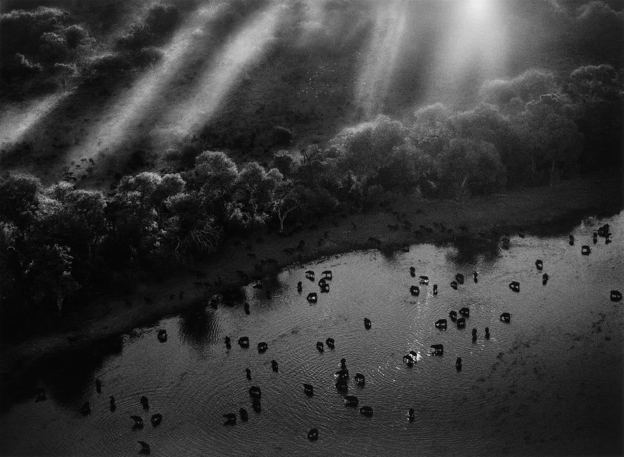 African Buffalo Herd in the Okavango Delta, Botswana, 2007
Sebastião Salgado
Stamped with photographer's copyright blind stamp
Signed, inscribed on reverse
Silver gelatin print
16 x 20 inches

Undertaking projects of vast temporal and geographic