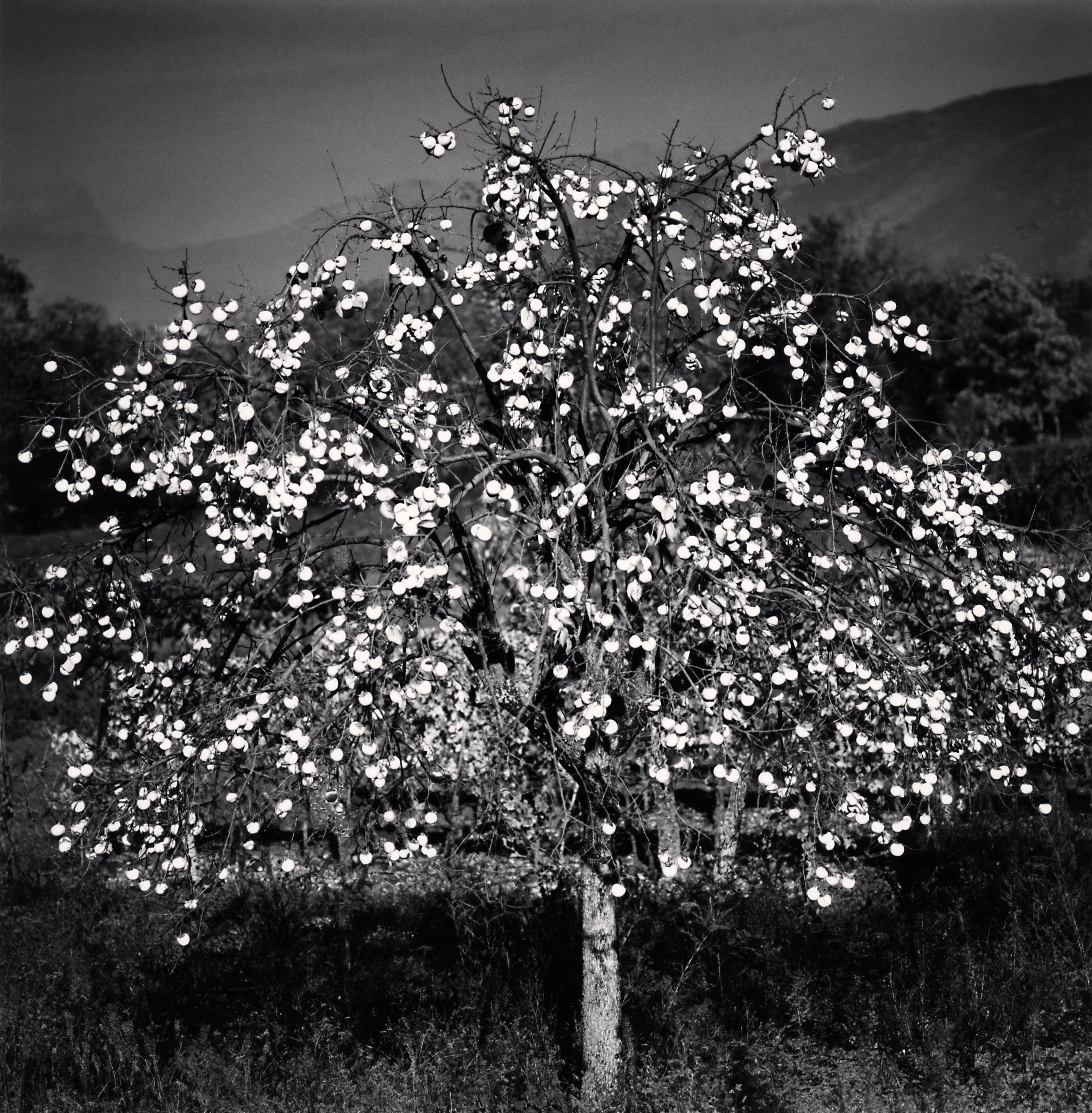 Persimmon Tree, Sulmona, Abruzzo, Italy, 2015 - Michael Kenna (Black and White)