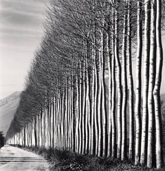 Poplarbäume, Fucino, Abruzzo, Italien, 2016 – Michael Kenna (Schwarz-Weiß)