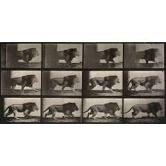 Animal Locomotion: Plate 722 (Lion Walking), 1887 9