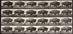 Animal Locomotion: Plate 699 (Bison Walking), 1887 - Eadweard Muybridge