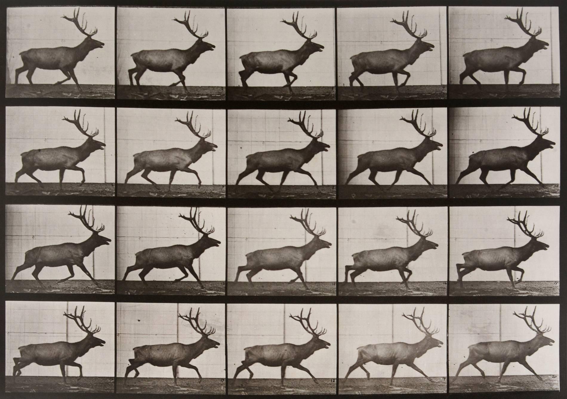 Eadweard Muybridge Black and White Photograph - Animal Locomotion: Plate 692 (Stag Running), 1887