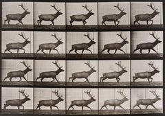 Animal Locomotion: Plate 692 (Stag Running), 1887