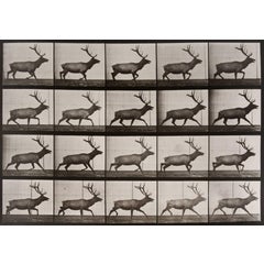 Animal Locomotion: Plate 692 (Stag Running), 1887 7