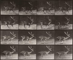 Animal Locomotion: Plate 682 (Stag Running), 1887 - Eadweard Muybridge